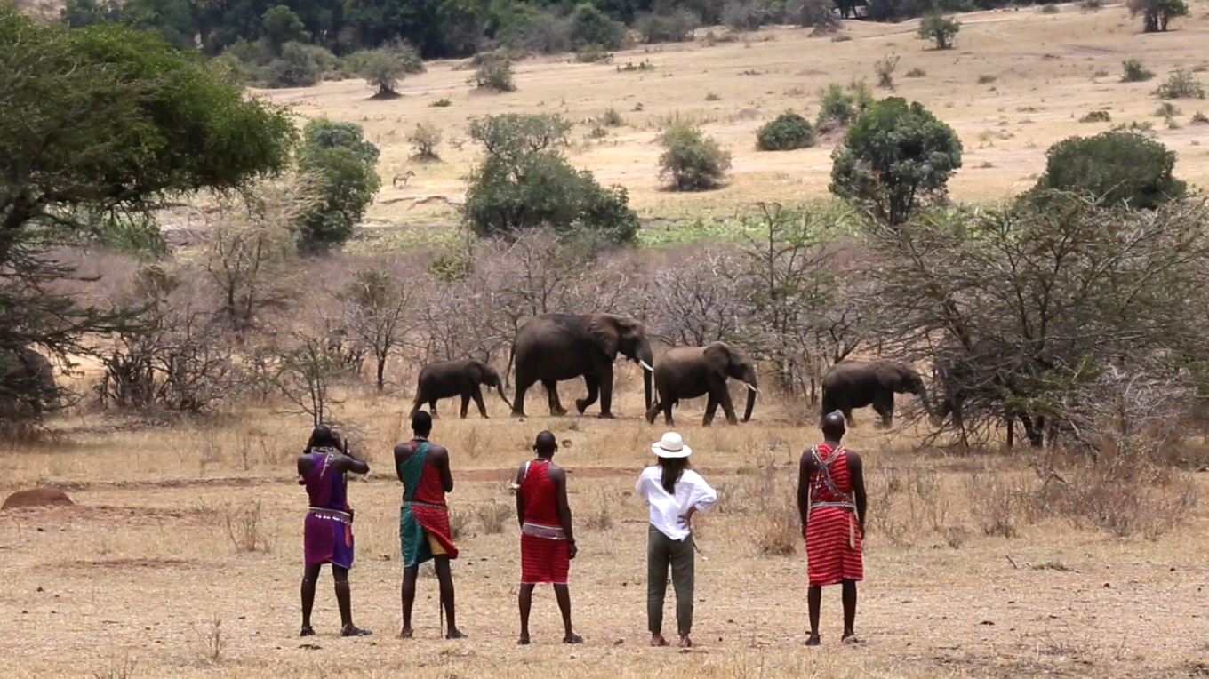 Elephants on the plains, seen on a guided walk