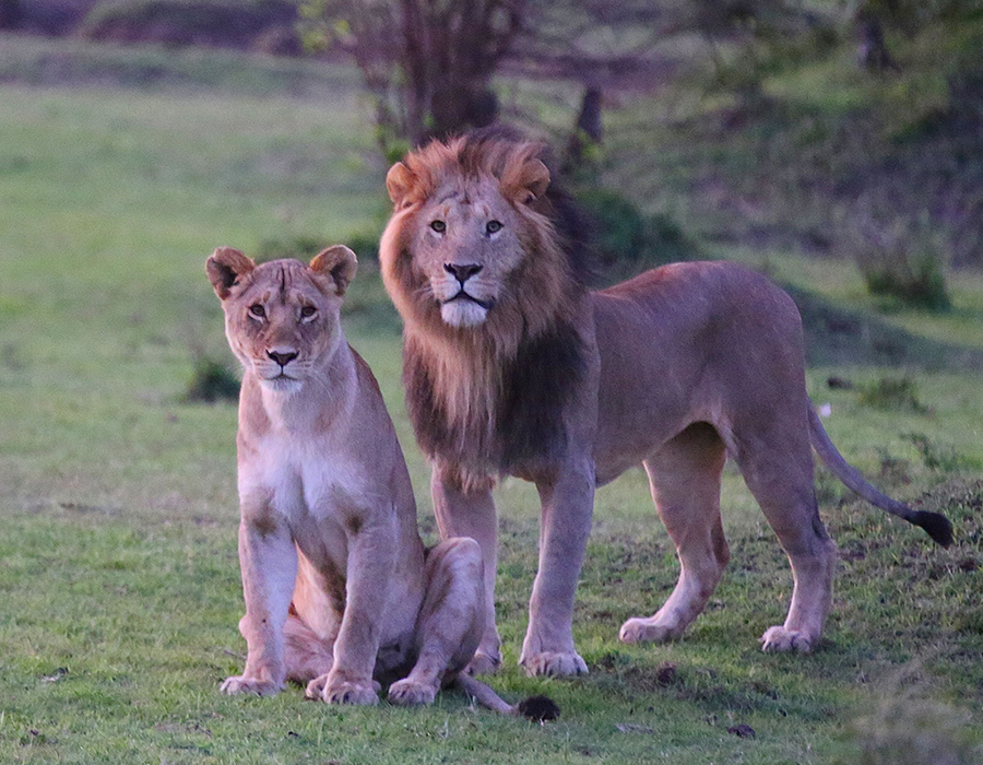 Lions on the plains at first light