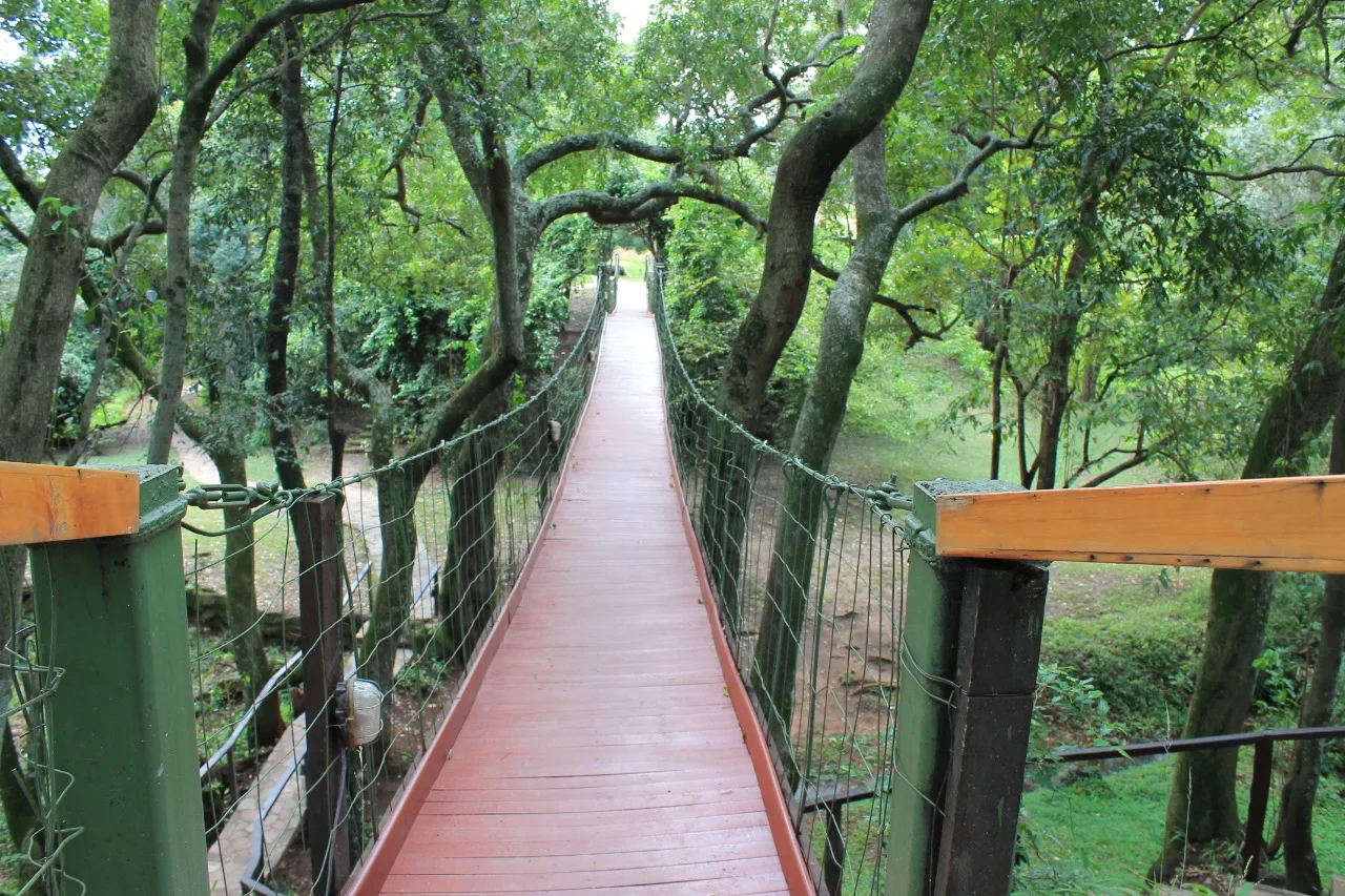 The suspension bridge over the Sekenani, crossing from the mess to the tents